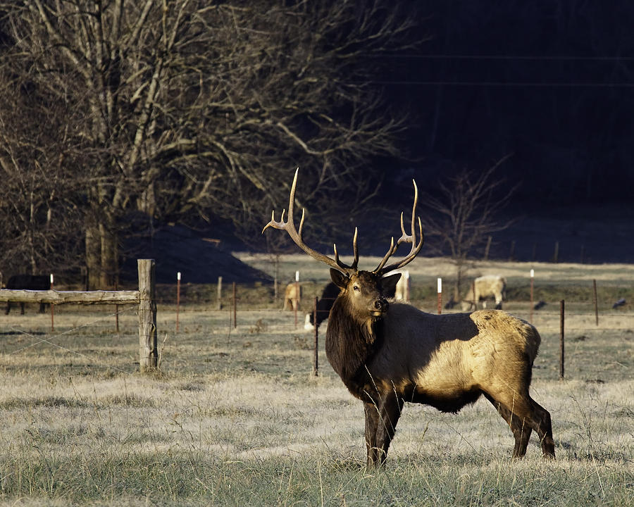 Big Bull Elk at Sunrise II Photograph by Michael Dougherty