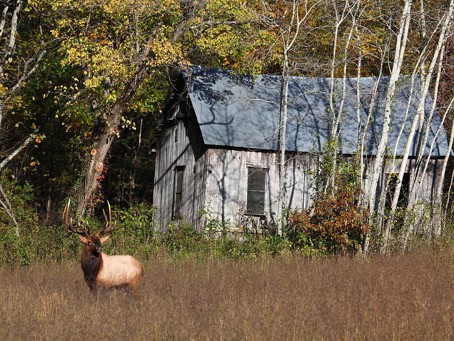 Big Bull Elk by Clark Homestead Photograph by Michael Dougherty