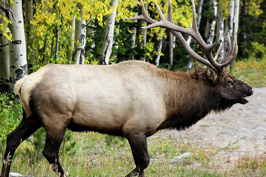 Big Bull Elk Photograph by Pauline Motis