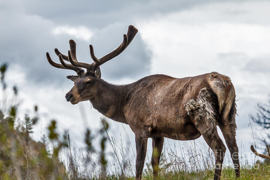 Big Bull Elk Photograph by Robert Bales