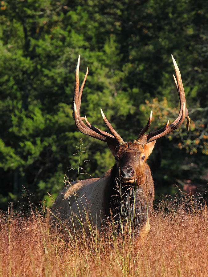Big Bull Elk Up Close in Lost Valley Photograph by Michael Dougherty
