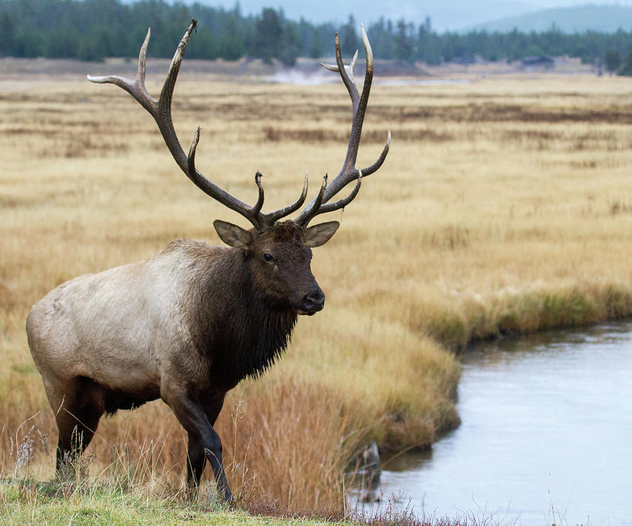 Big Bull Elk Photograph by Wesley Aston