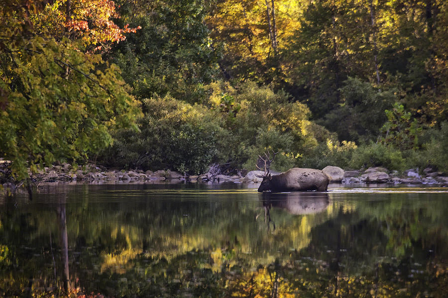 Big Bull in Buffalo National River Fall Color Photograph by Michael Dougherty