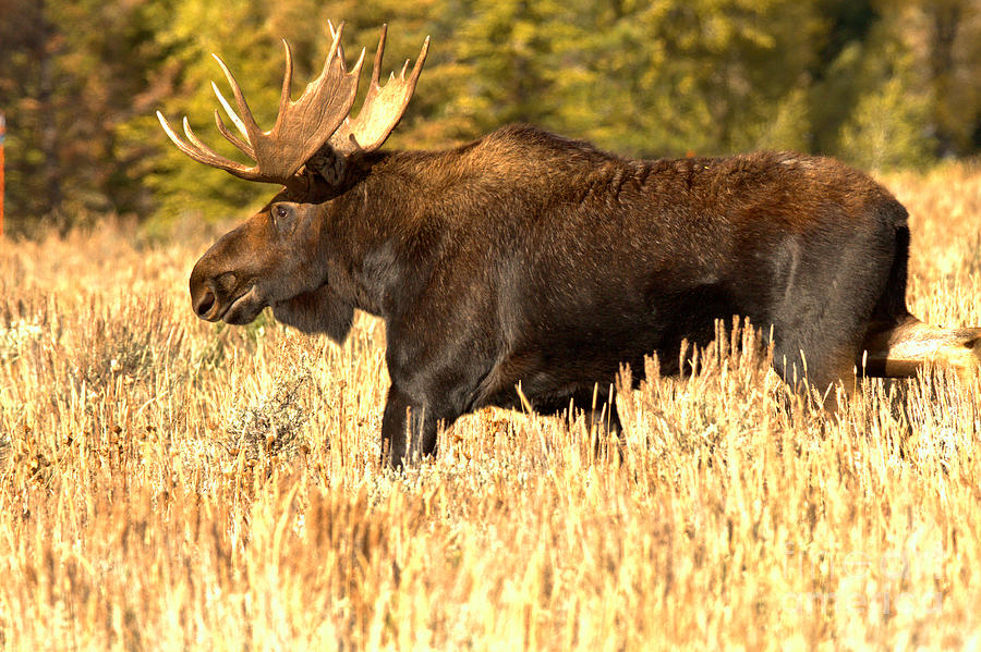 Big Bull In The Brush Photograph by Adam Jewell