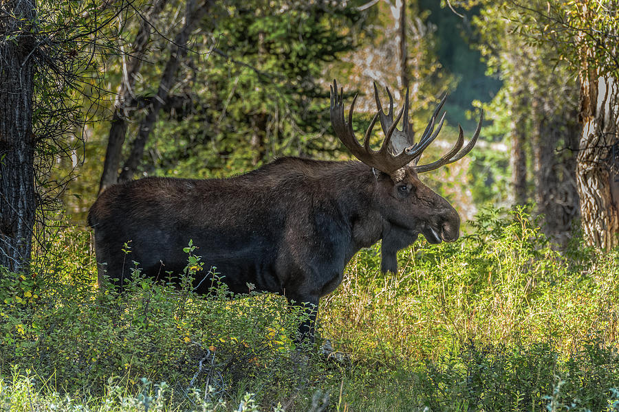 Big Bull Moose Washakie Photograph by Yeates Photography