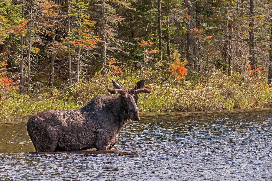 Moose Photograph - Big Bull by Steve Dunsford