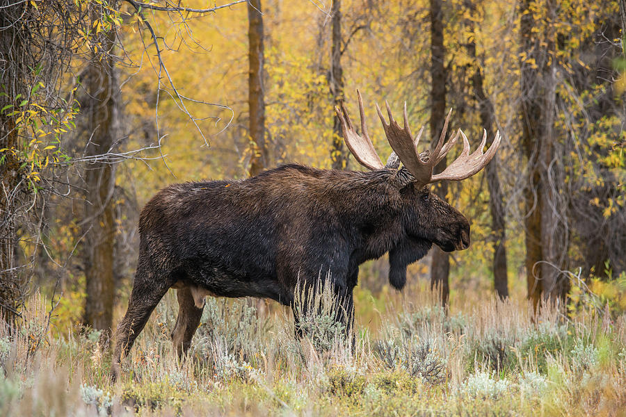 Big Bull Washakie Photograph by Yeates Photography
