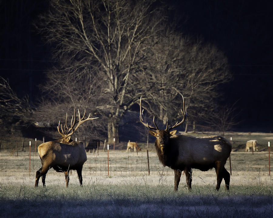 Big Bulls at Sunrise in Boxley Valley Photograph by Michael Dougherty