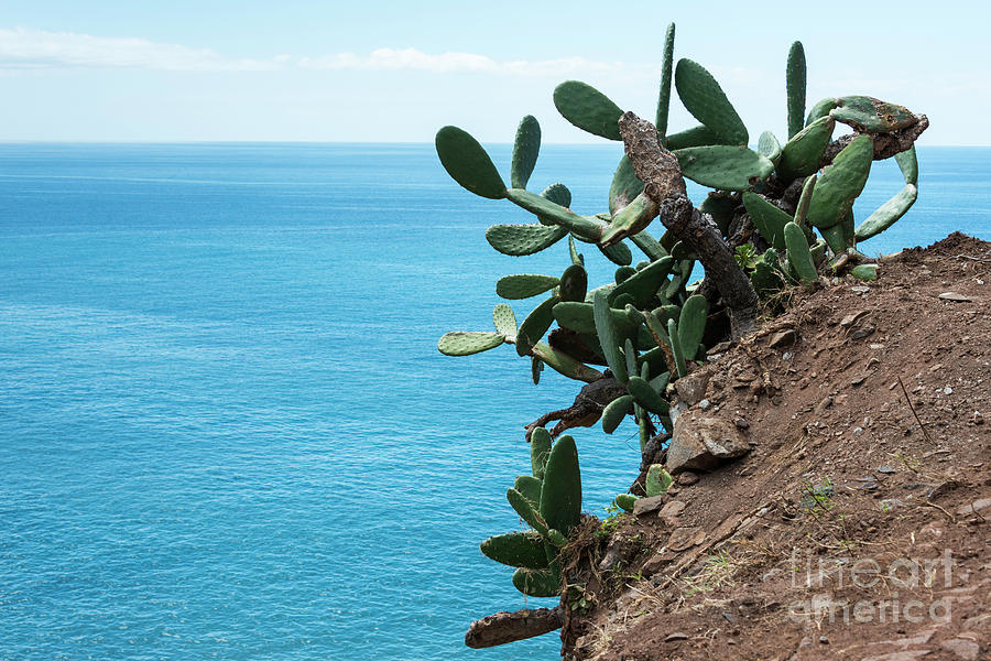 Flower Photograph - Big Cactus On The Rocks On Madeira by Compuinfoto