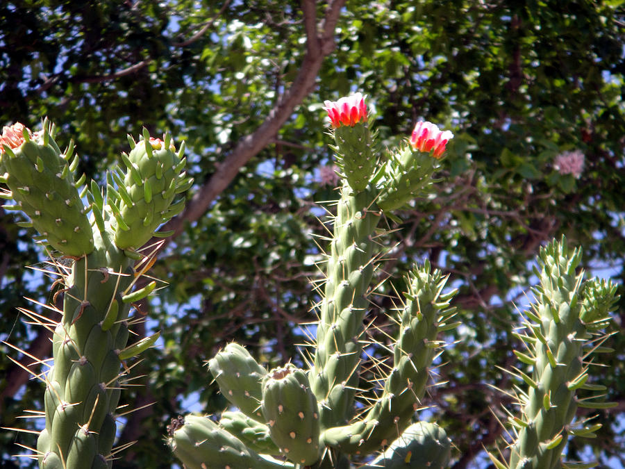 Big cactus with red flowers Bath Towel by Sofia Goldberg - Pixels