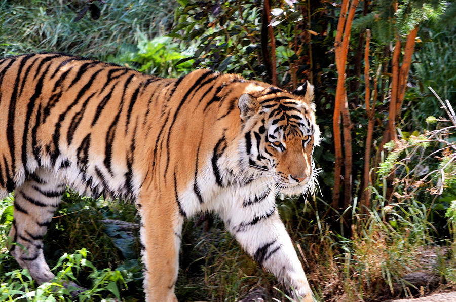 Big Cat Photograph by Diamond Jade - Fine Art America