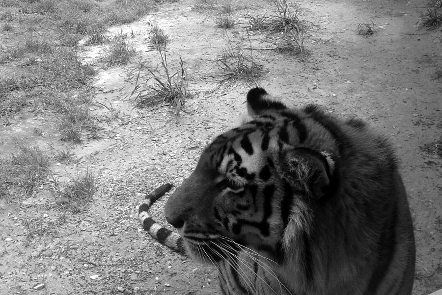 Big Cat Photograph by Leigh Odom