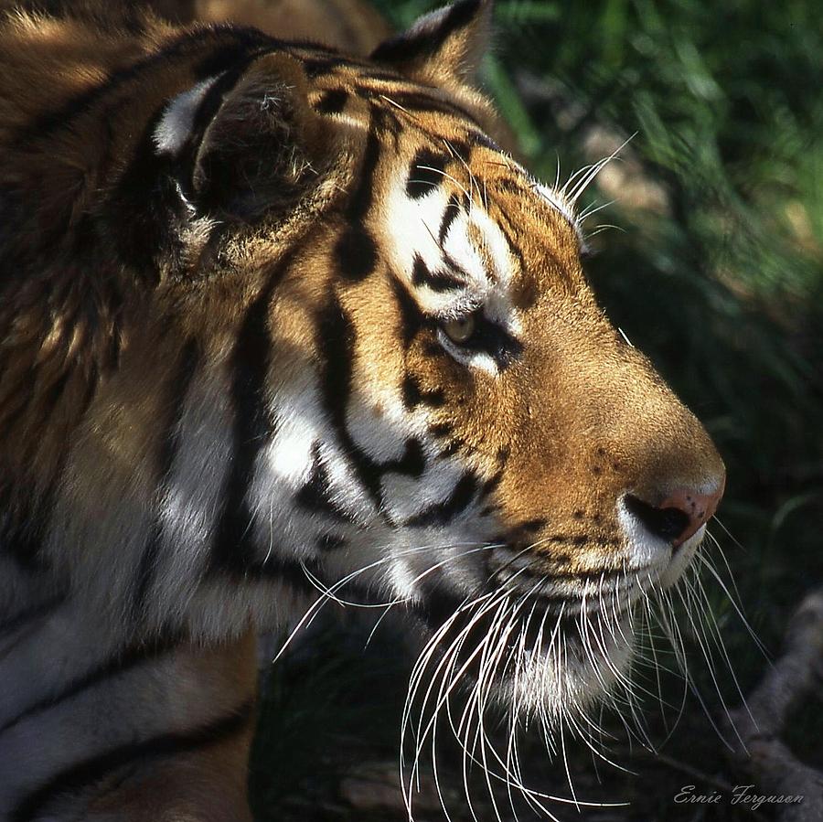 Animals Photograph - Big Cat No 60 by Ernie Ferguson Animals Photograph - Big Cat No 60 by Ernie Ferguson