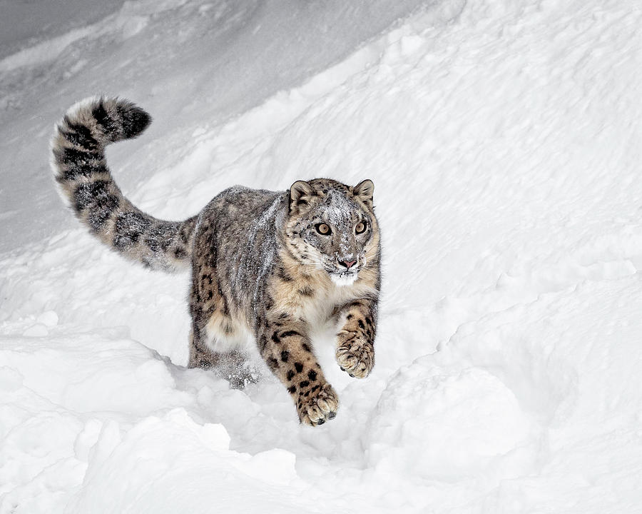 Big Cat On A Mission Photograph by Wes and Dotty Weber