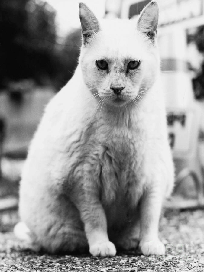 Big Cat Photograph by Robert Buderman
