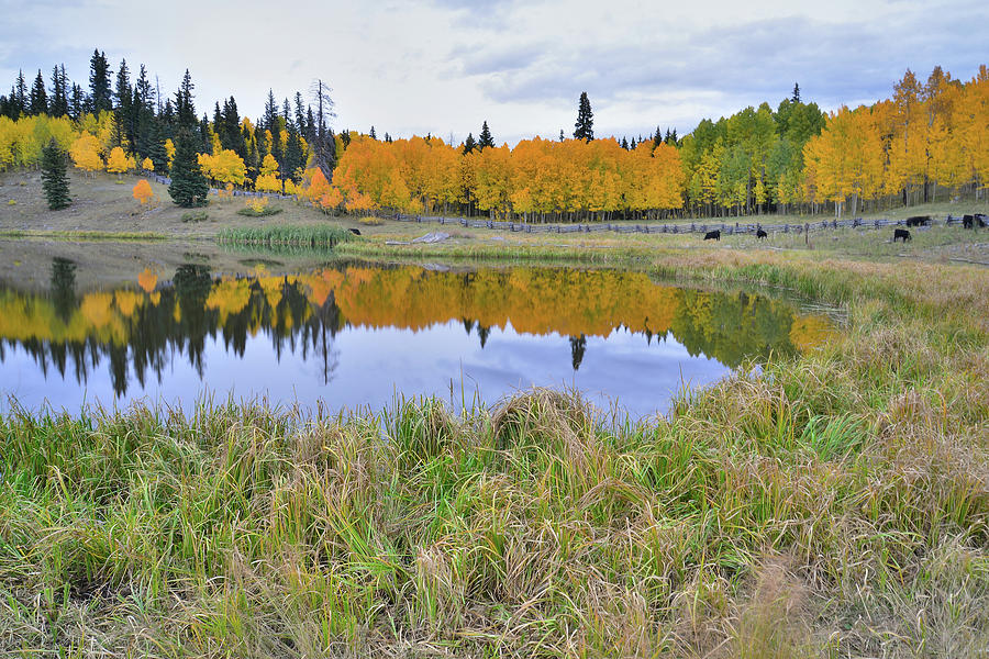 Big Cimarron Pond Photograph by Ray Mathis