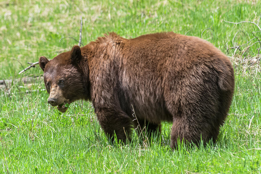 Big Cinnamon Black Bear Photograph by Yeates Photography