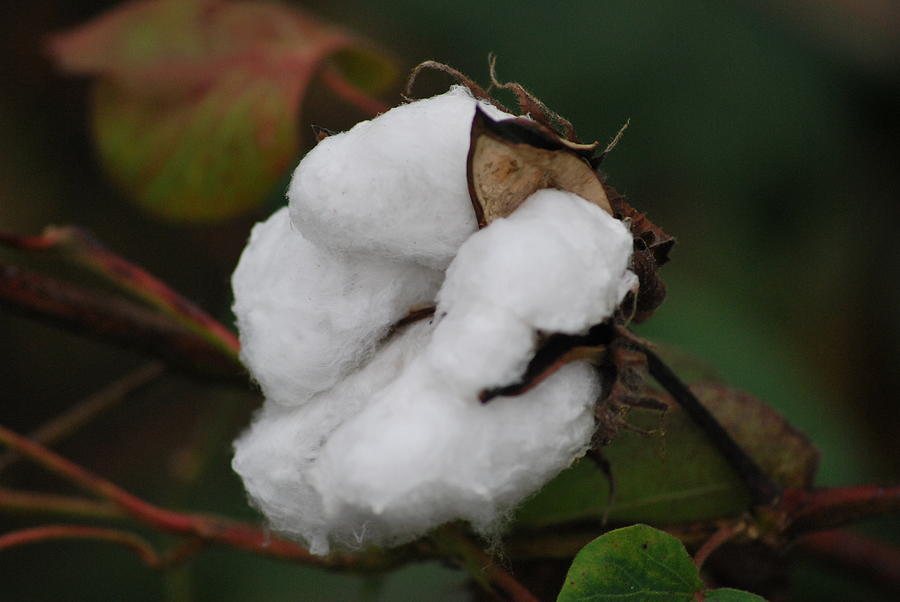 Big Cotton Photograph by Steavon Horne