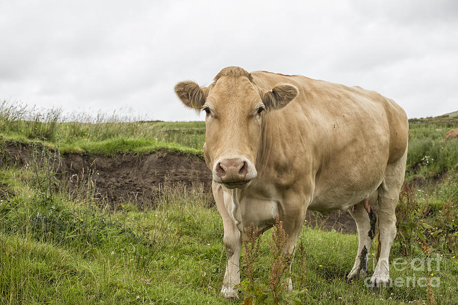 Big cow in farmland Photograph by Patricia Hofmeester