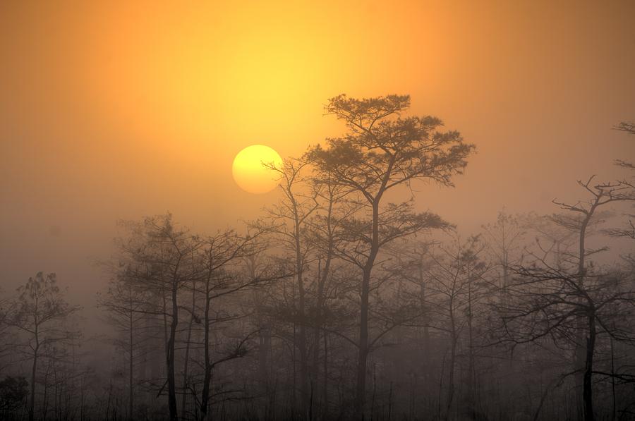 Big Cypress National Preserve Photograph - Big Cyp Sunrise by Joey Waves