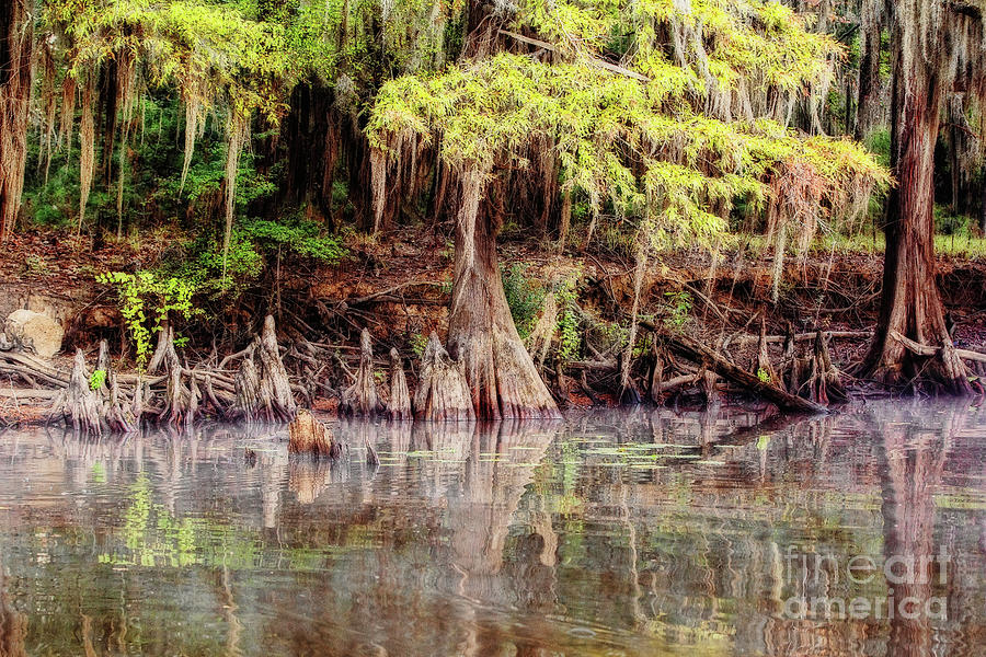 Big Cypress Bayou Morning Photograph by Scott Pellegrin