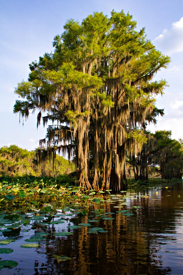 Big Cypress Photograph by Lana Trussell