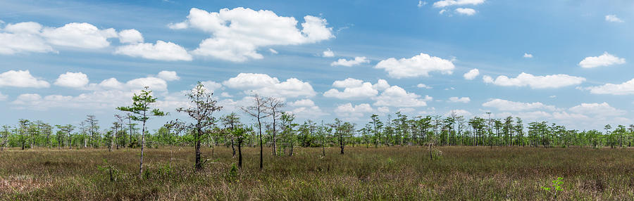 Big Cypress Marshes Photograph by Jon Glaser