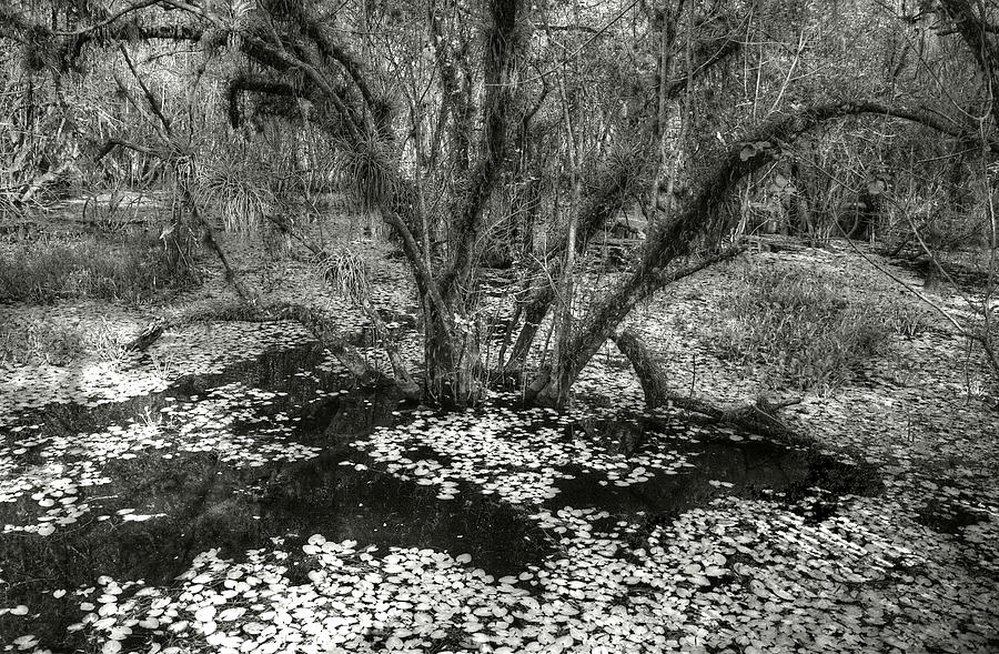 Big Cypress Photograph by Michael Kirk