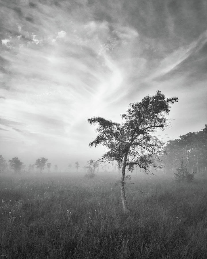 Big Cypress Morning Photograph by Bill Martin