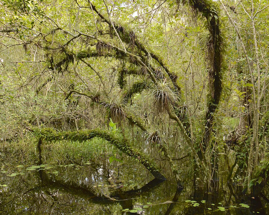 Big Cypress National Preserve Photograph by Carol  Bradley