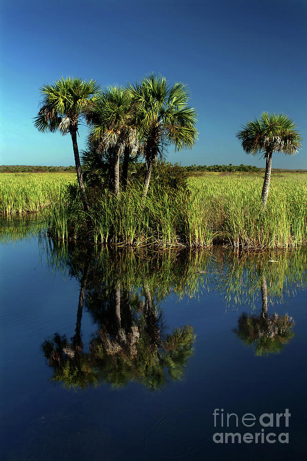 Big Cypress National Preserve, Florida Photograph By Ray Manning - Pixels