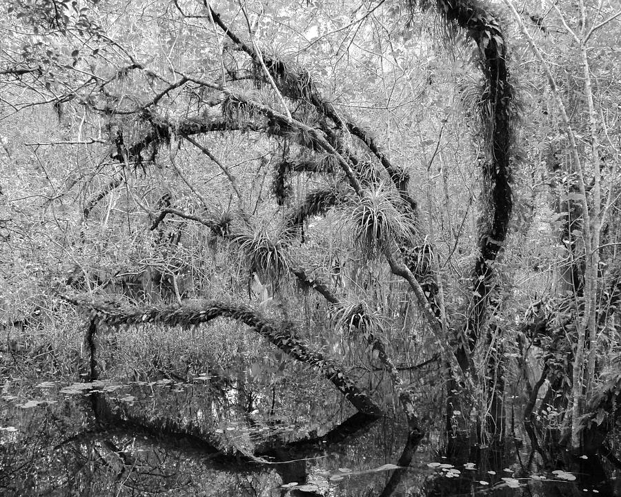 Big Cypress National Preserve II Photograph by Carol  Bradley