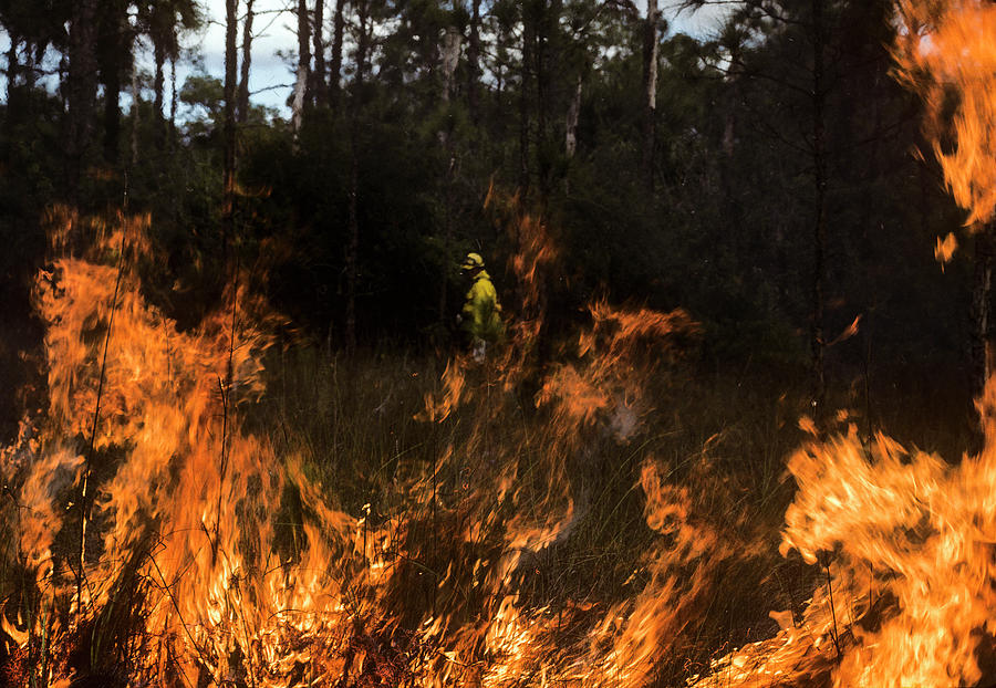 Big Cypress Prescribed Burn Photograph by Robert Potts