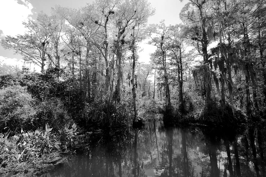 Big Cypress Swamp Florida Photograph by Gary Corbett