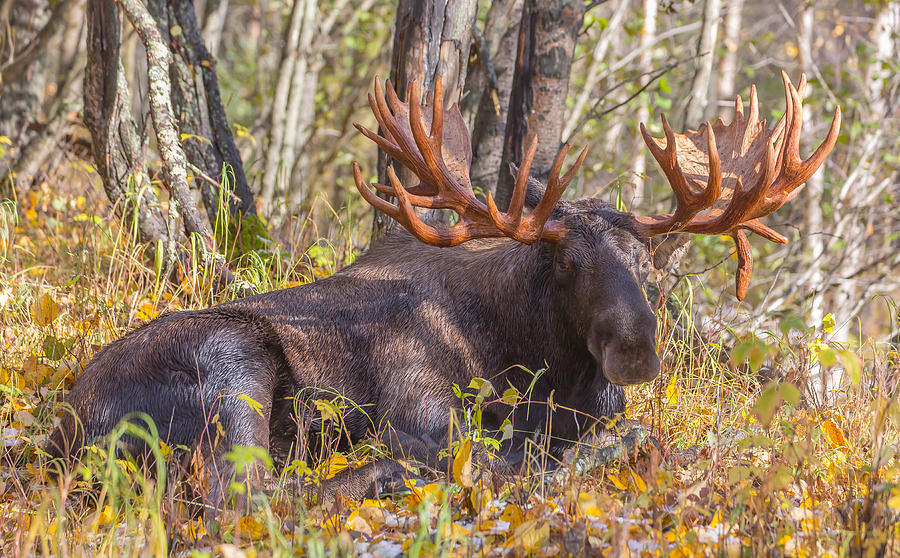 Moose Photograph - Big Daddy Moose by Sam Amato