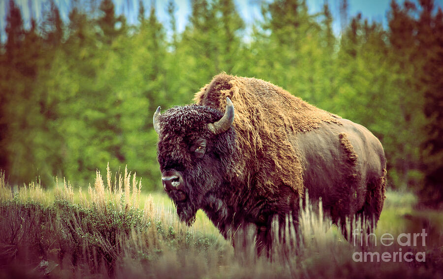 Yellowstone National Park Photograph - Big Daddy by Robert Bales
