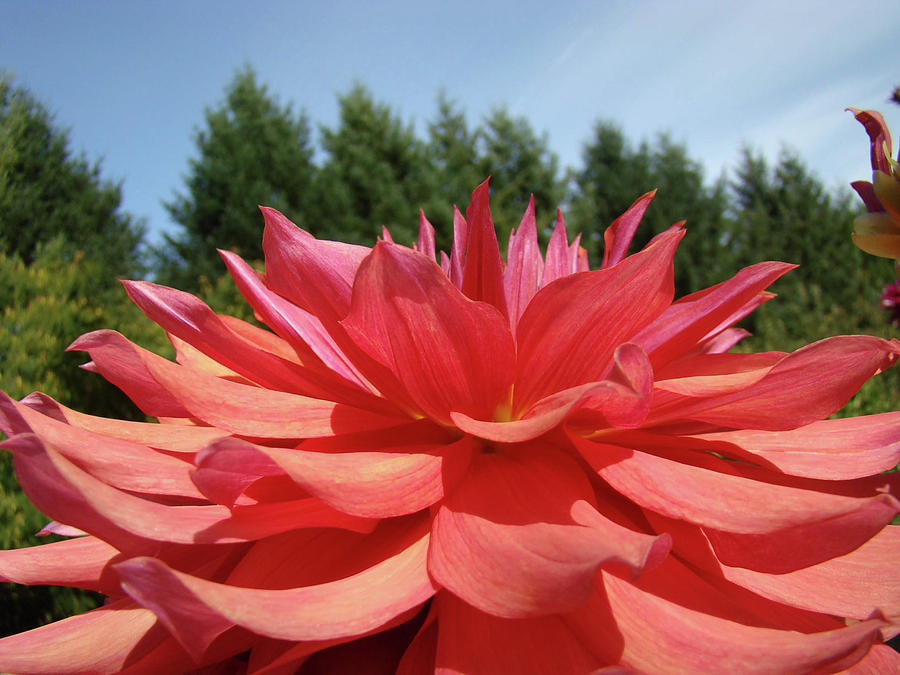 Big Dahlia Flower Blooming Summer Floral Art Prints Baslee Troutman Photograph