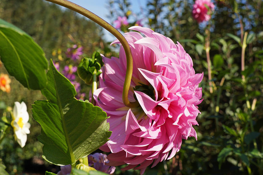 Big Dahlia Flower Fine Art Photography Photograph