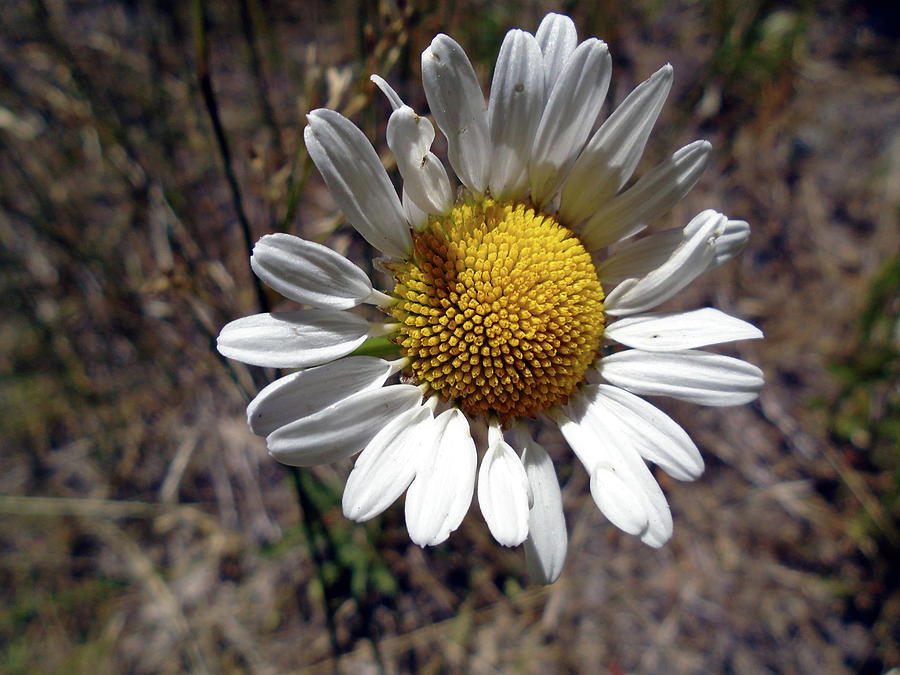 Big Daisy Photograph by Eric Forster