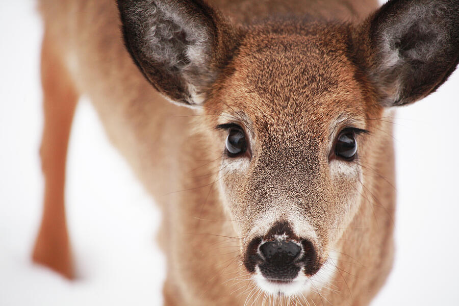Big Deer Eyes Photograph by Karol Livote