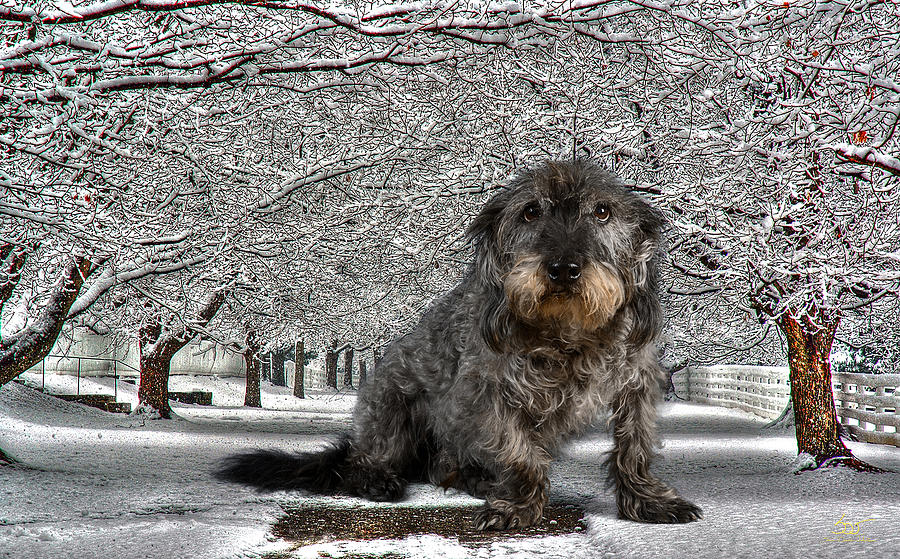 Big Dog in Snow Photograph by Sam Davis Johnson