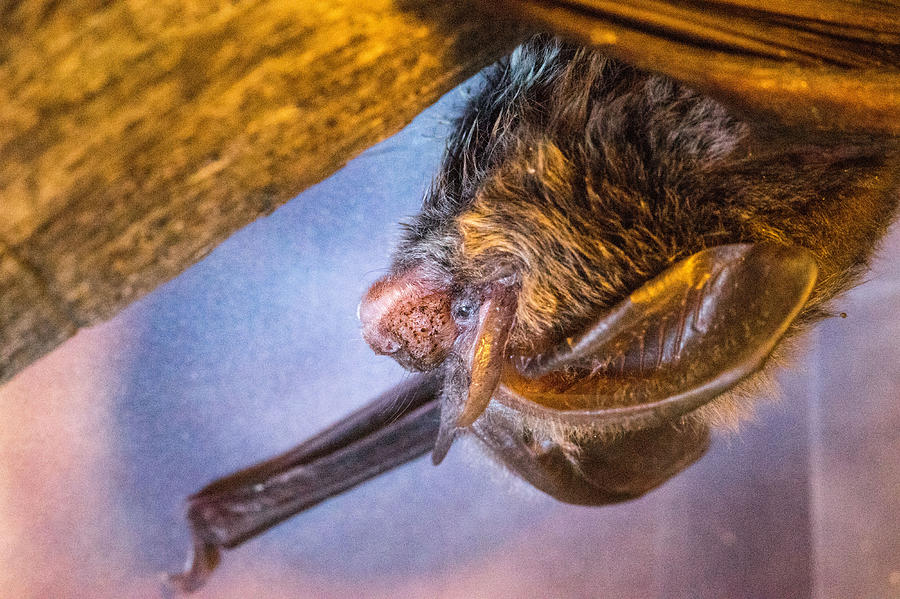 Big Eared Bat Crawling Photograph by Douglas Barnett