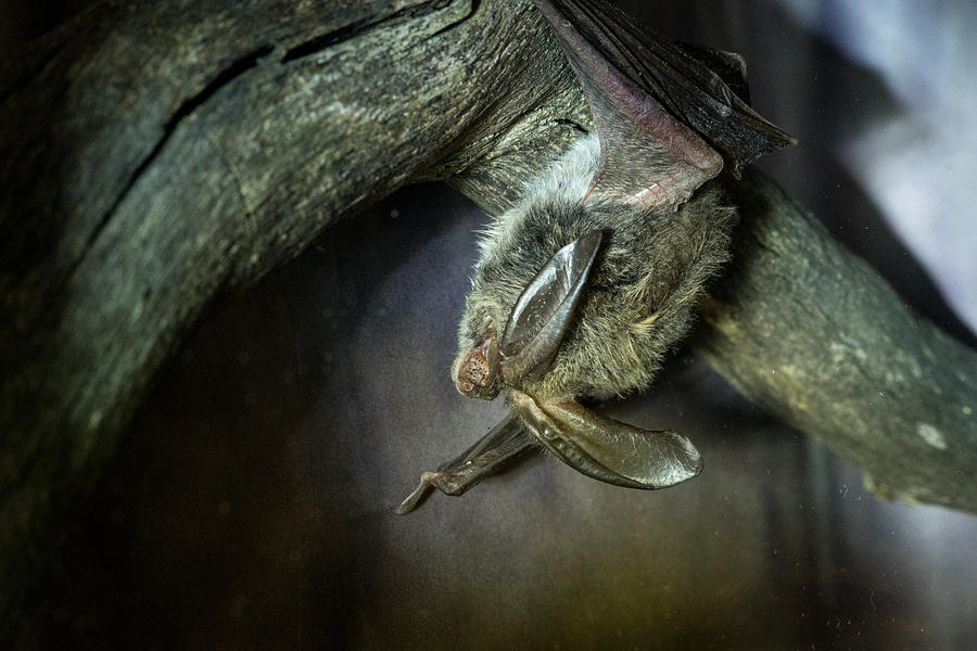 Bat Photograph - Big Eared Bat Hanging Upside Down by Douglas Barnett