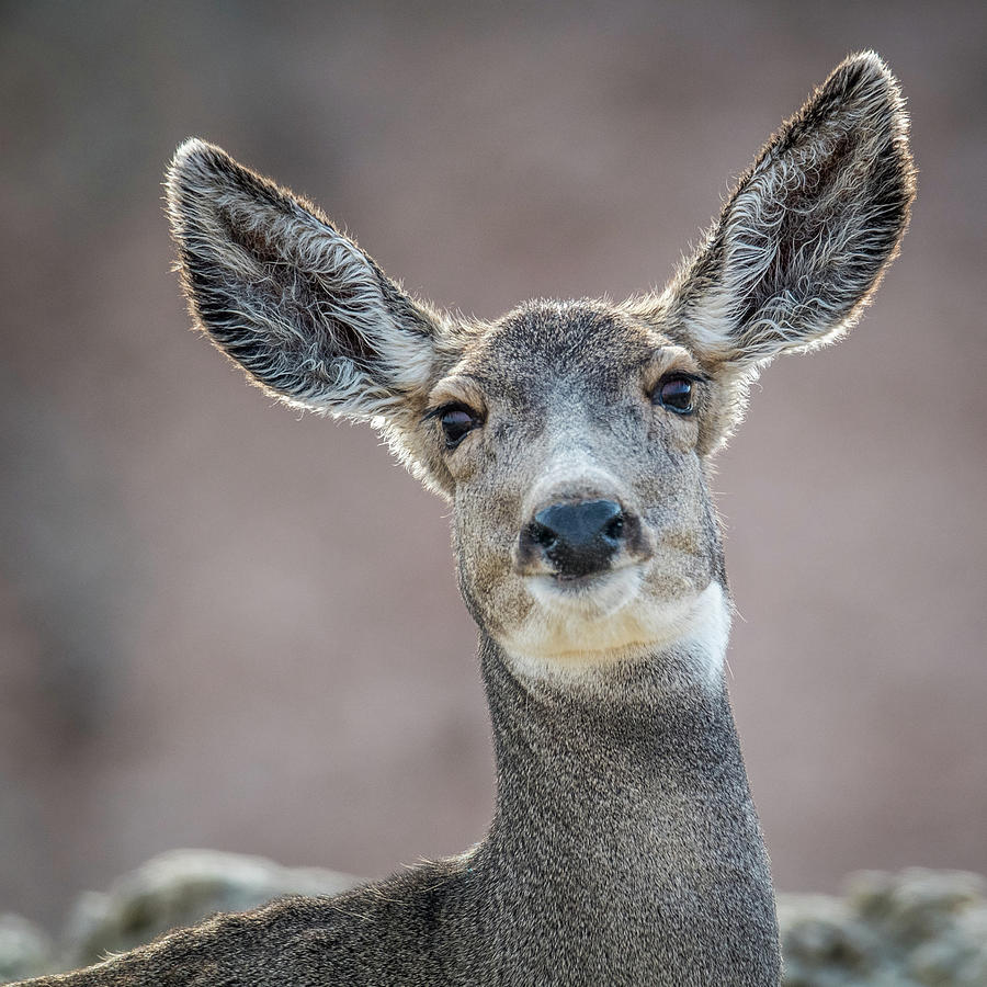 Big eared Mule Deer Photograph by Paul Freidlund