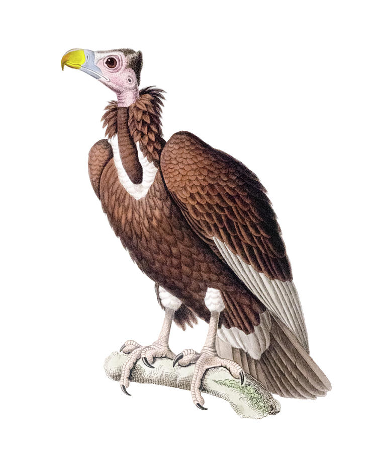 Vulture Digital Art - Big Eared Vulture by Douglas Barnett
