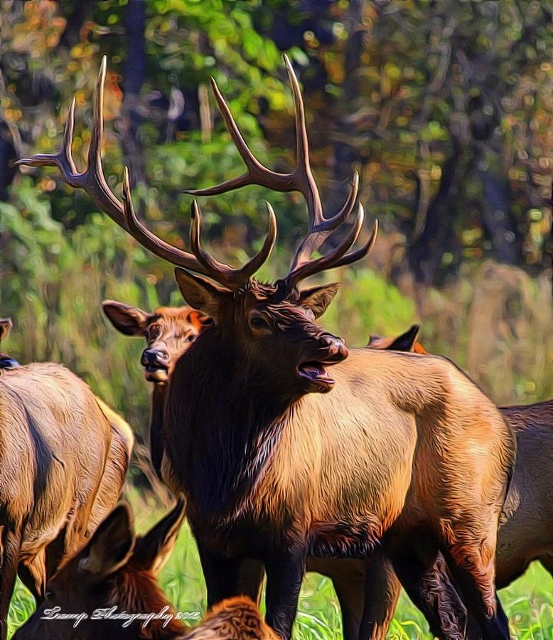 Big Elk Photograph by Wesley Nesbitt