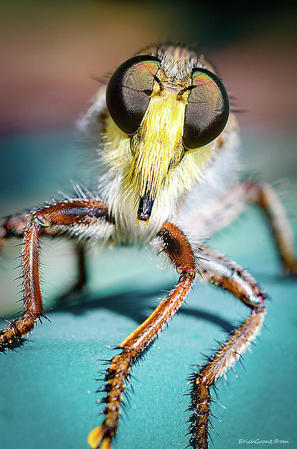 Big Eye Fly Photograph by Erich Grant