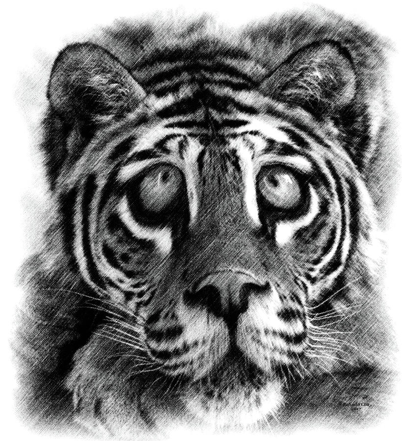 Big Eye Tiger Digital Art by Artful Oasis