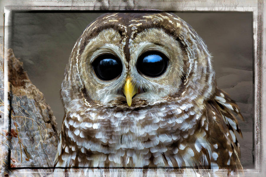 Big Eyed Barred Owl Photograph by LeeAnn McLaneGoetz McLaneGoetzStudioLLCcom