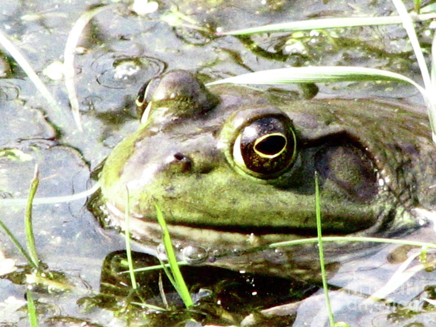 Big Eyed Frog in a Marsh Photograph by DejaVu Designs